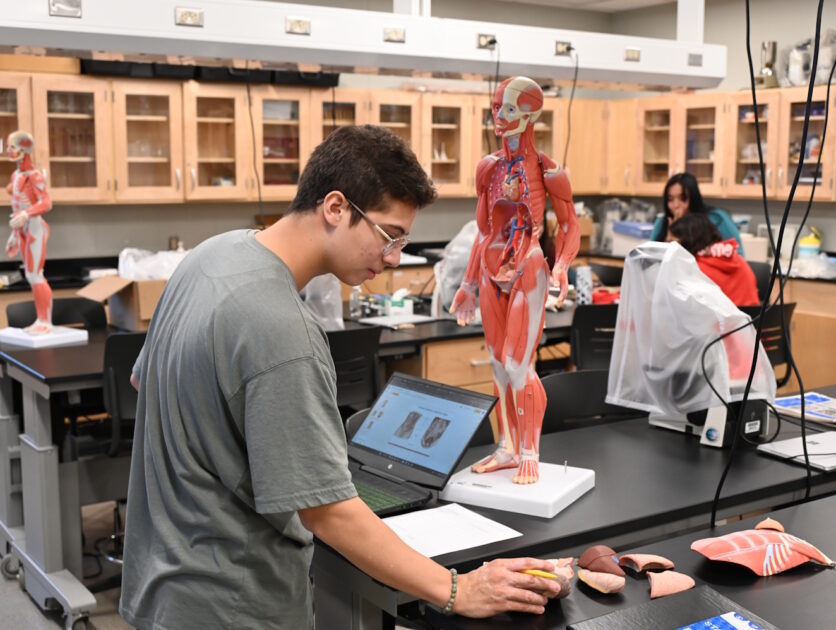 People working in a lab classroom with anatomical models on the tables